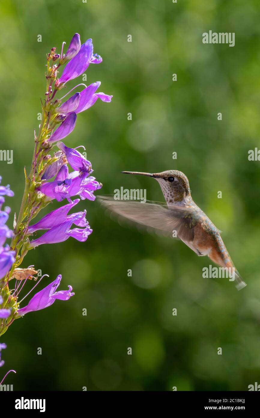 America del Nord, Stati Uniti, Oregon, americano, Hummingbird Foto Stock