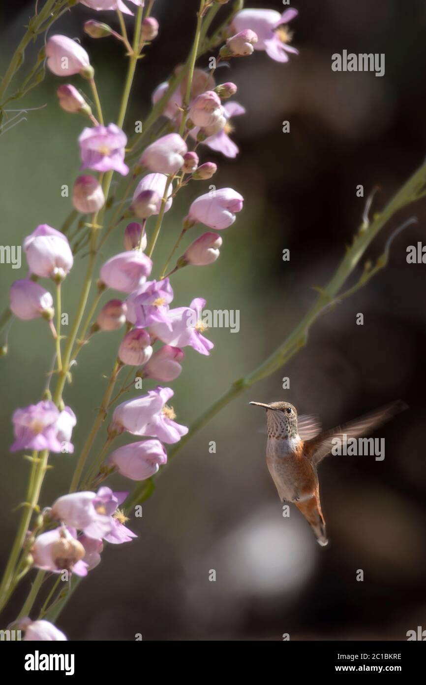 America del Nord, Stati Uniti, Oregon, americano, Hummingbird Foto Stock