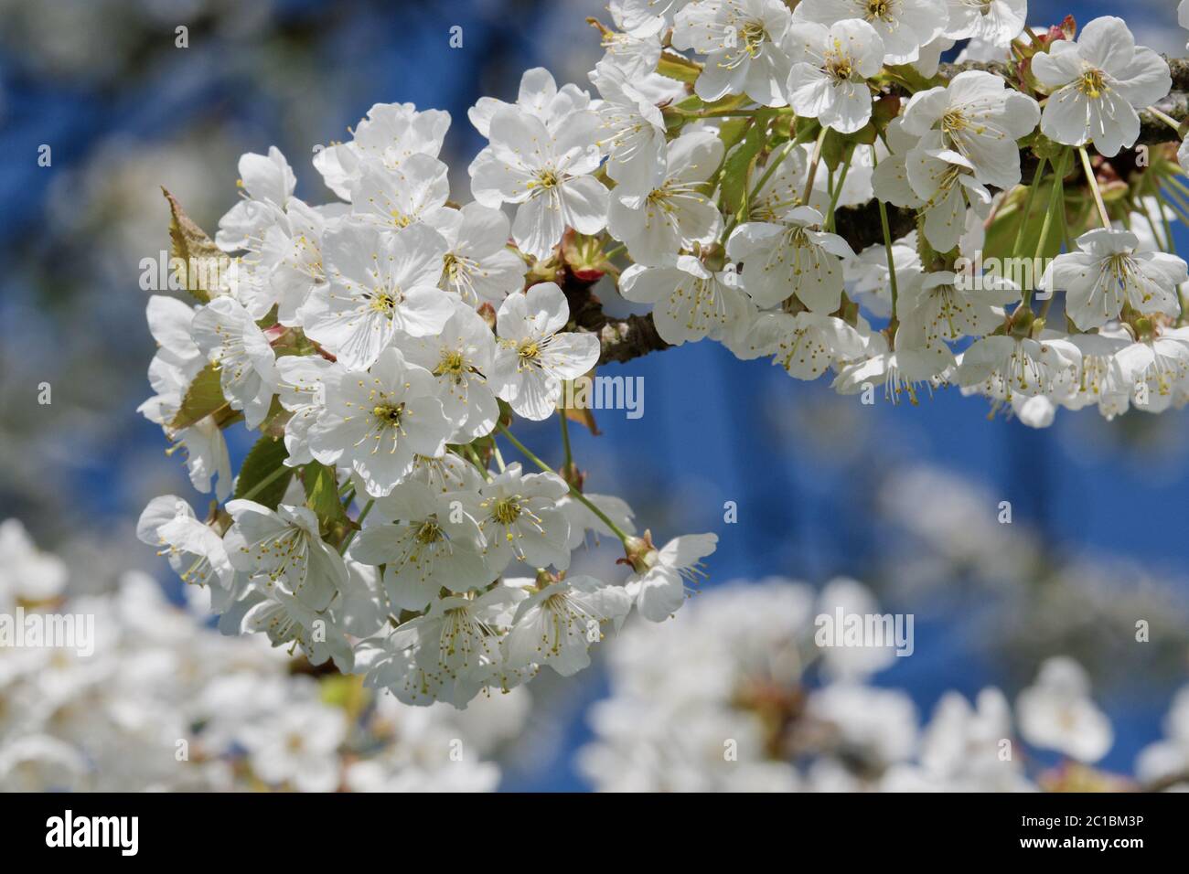 Splendida fioritura degli alberi da frutto. Rigogliosa pianta rami in primavera calda luminosa giornata di sole. Gara bianco fiori sfondo. Foto Stock