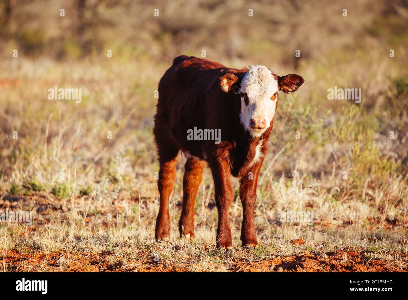 Mucche da pascolo nell'Outback australiano Foto Stock