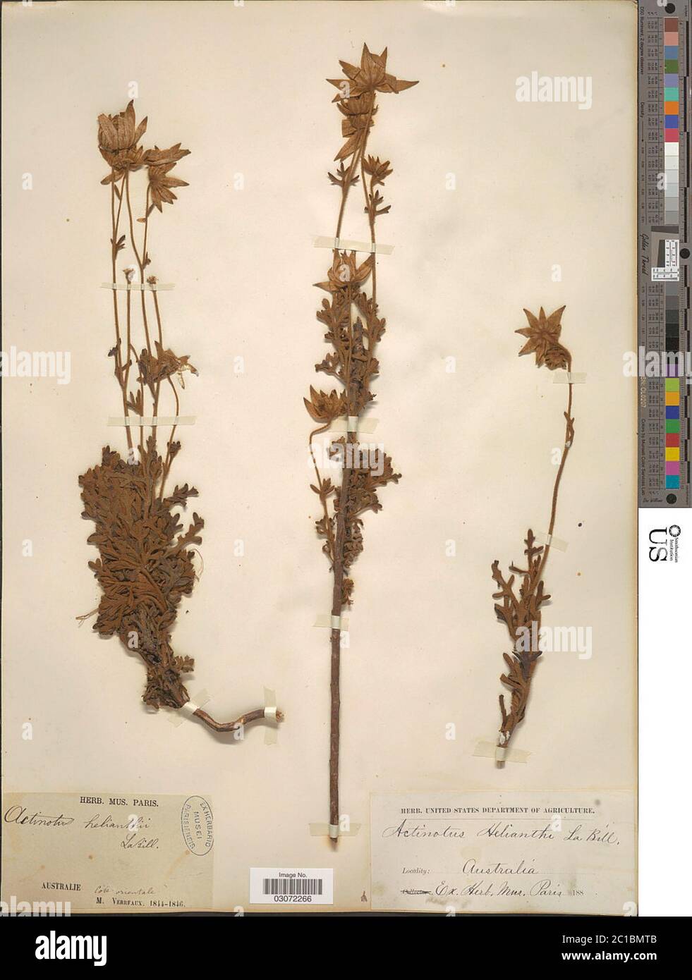 Actinotus helianthi Labill Actinotus helianthi Labill. Foto Stock