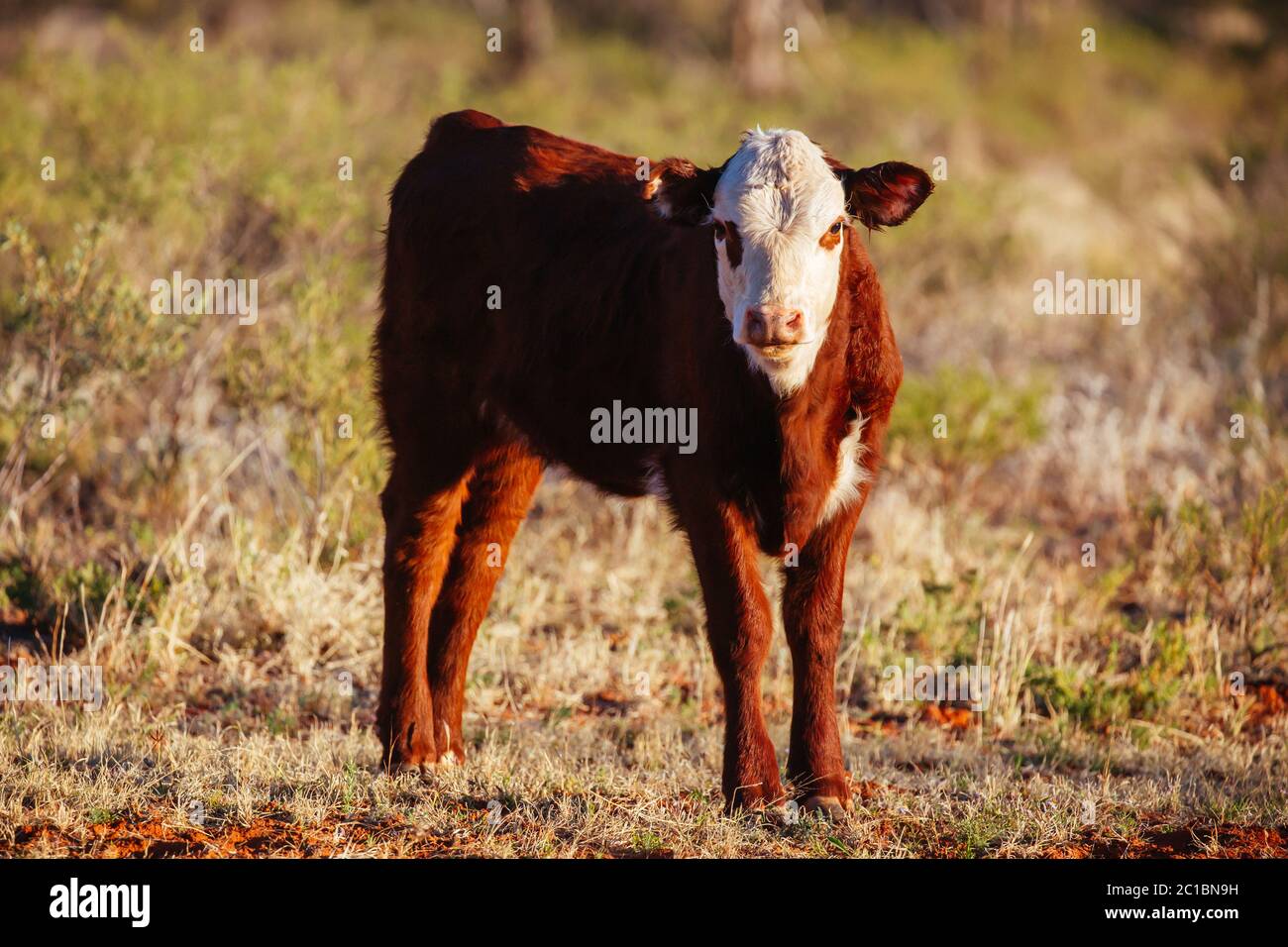 Mucche da pascolo nell'Outback australiano Foto Stock