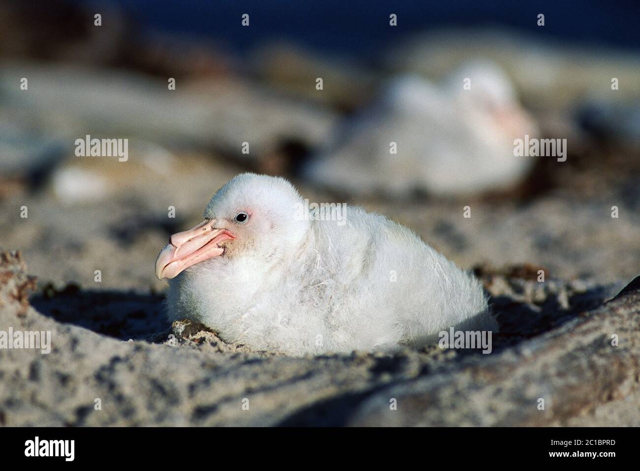 Cazzo di petrel gigante del sud - Macronectes giganteus Foto Stock