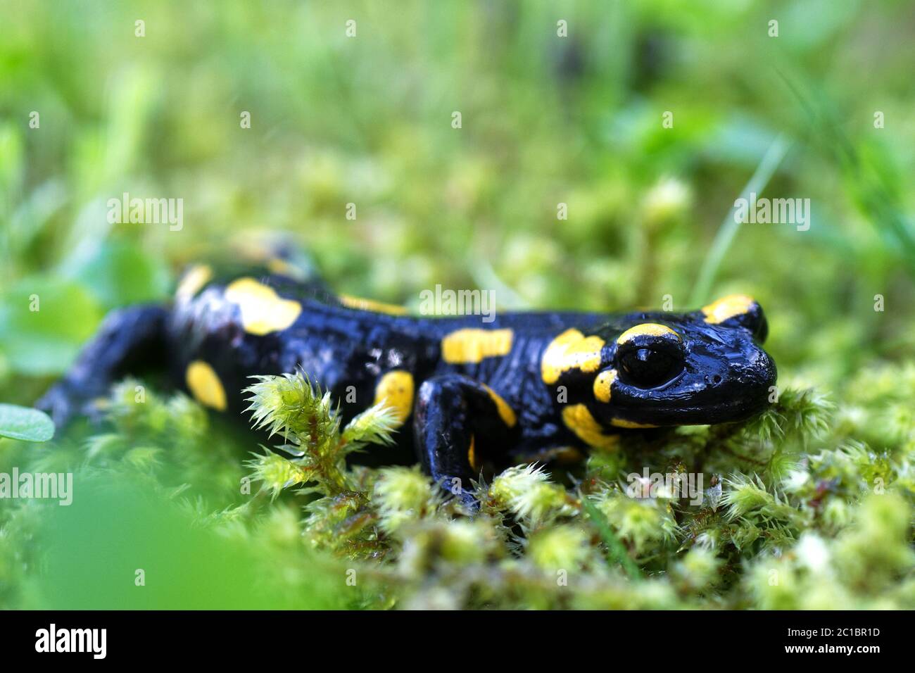 Salamandra pezzata (Salamandra salamandra) in una natura selvaggia Foto Stock