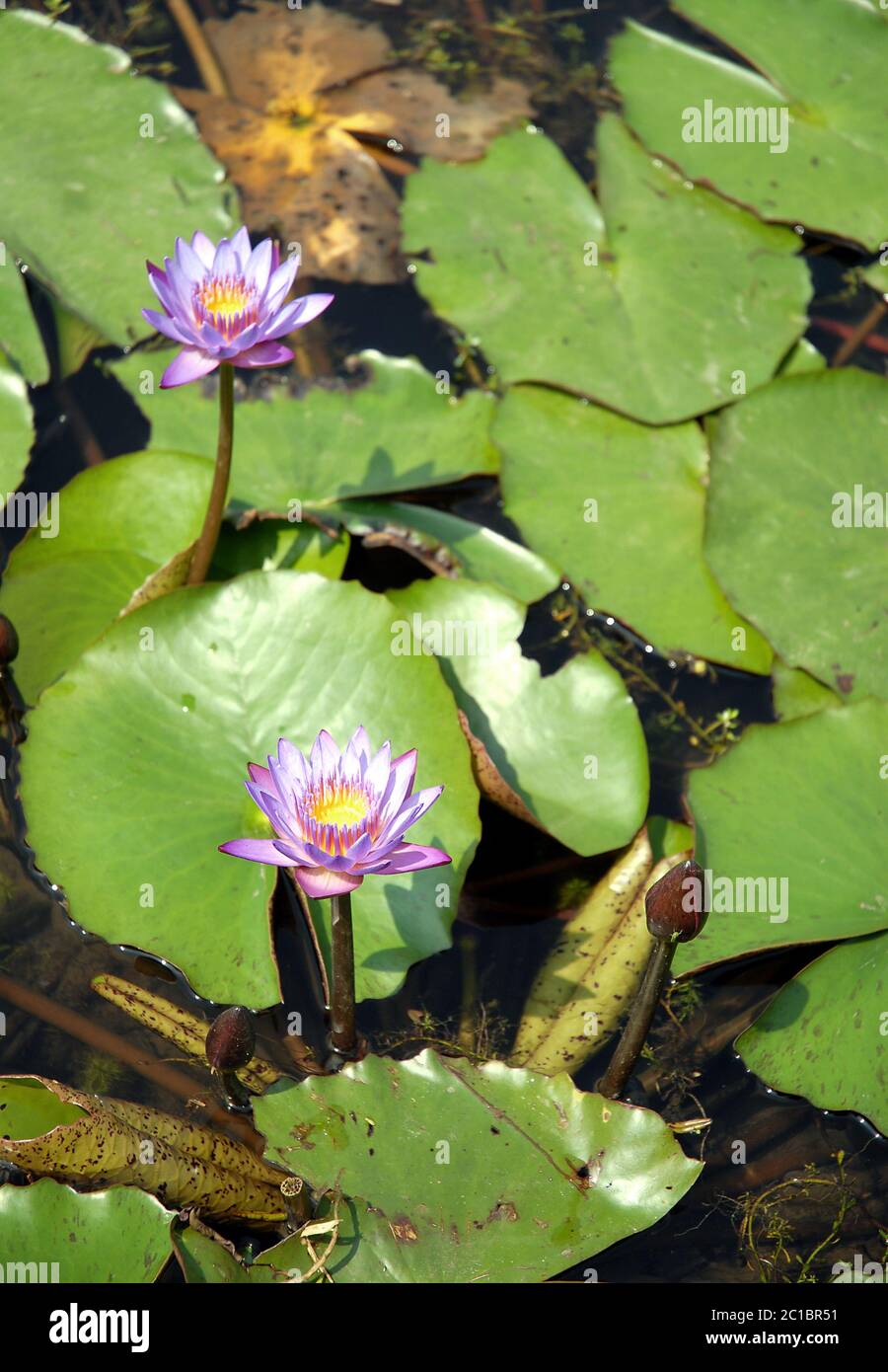 Fiori di loto blu in uno stagno a Srimangal (Sreemangal) in Bangladesh. Il fiore blu di loto è stato a lungo associato con spiritualità e divinità. Foto Stock