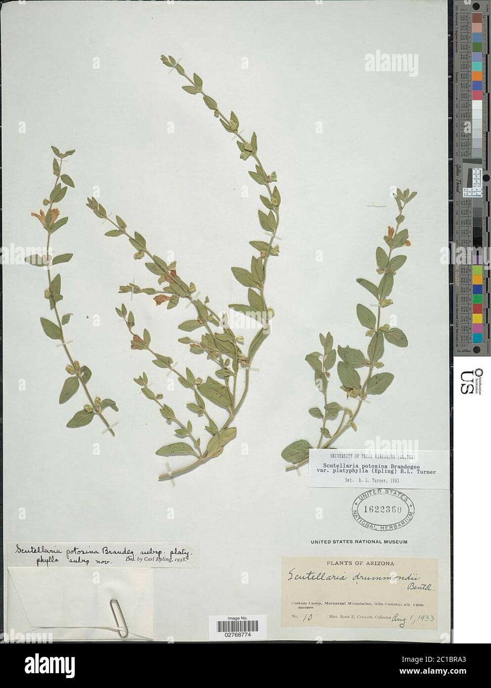 Scutlaria potosina var platyphylla Epling BL Turner Scutellaria potosina var platyphylla Epling BL Turner. Foto Stock