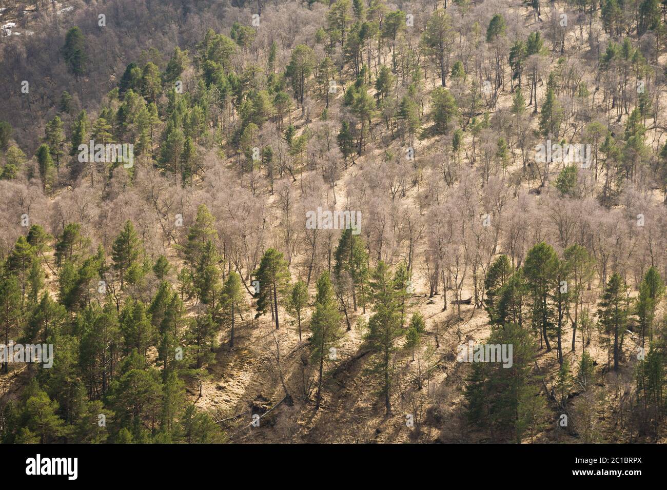 Foresta mista. Primavera in montagna. Sfondo. Foto Stock
