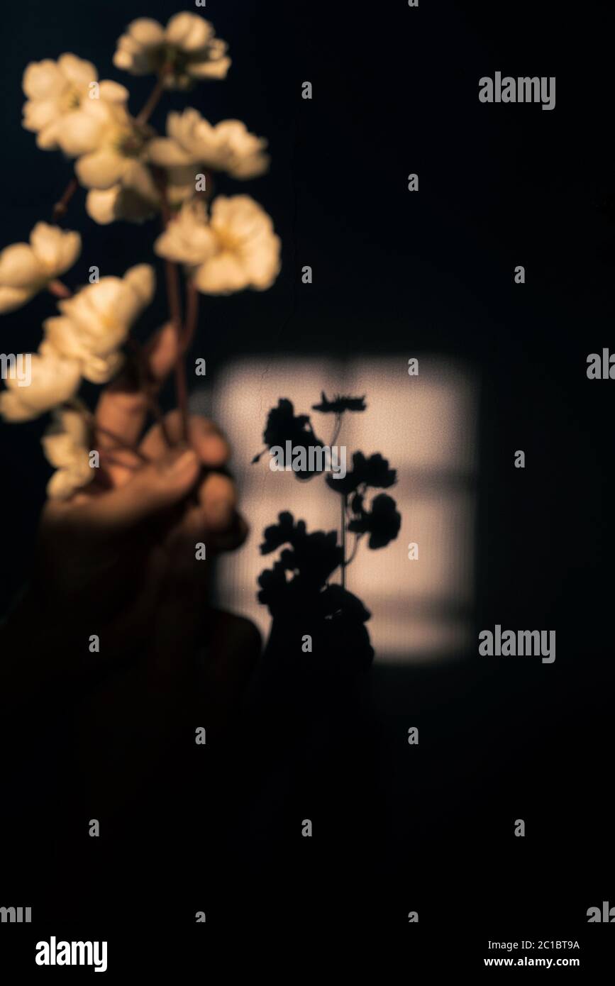 Fiori sfocati e la loro ombra sul muro Foto Stock