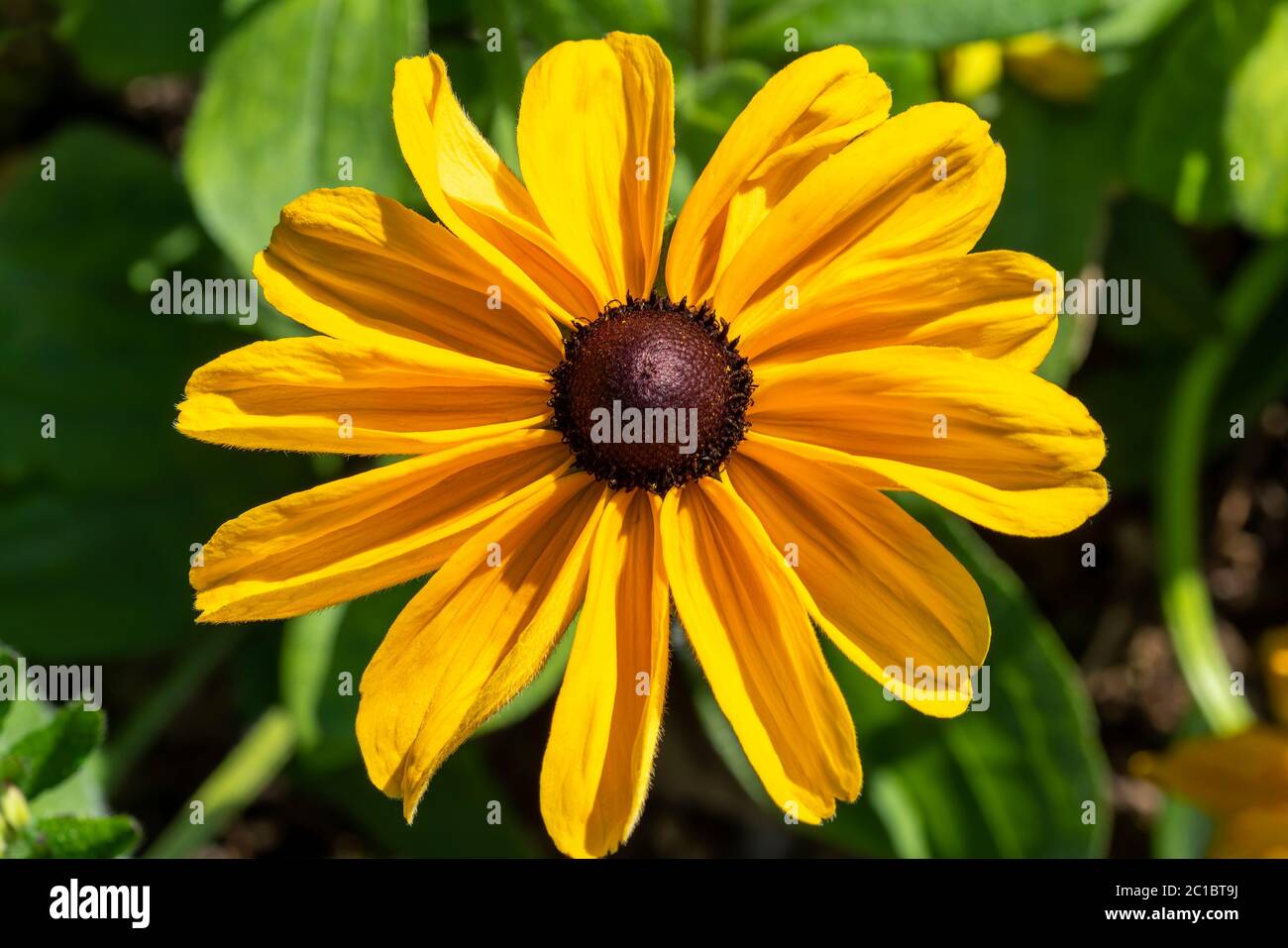 Rudbeckia hirta 'Primavera Irlandese' una pianta di fiori d'autunno erbacea gialla perenne comunemente conosciuta come Black Eyed Susan o Coneflower Foto Stock