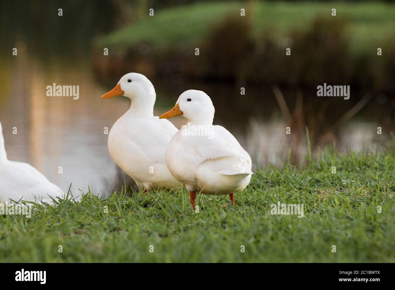 Le anatre Pekin o White Pekin in piedi accanto al loro stagno Foto Stock