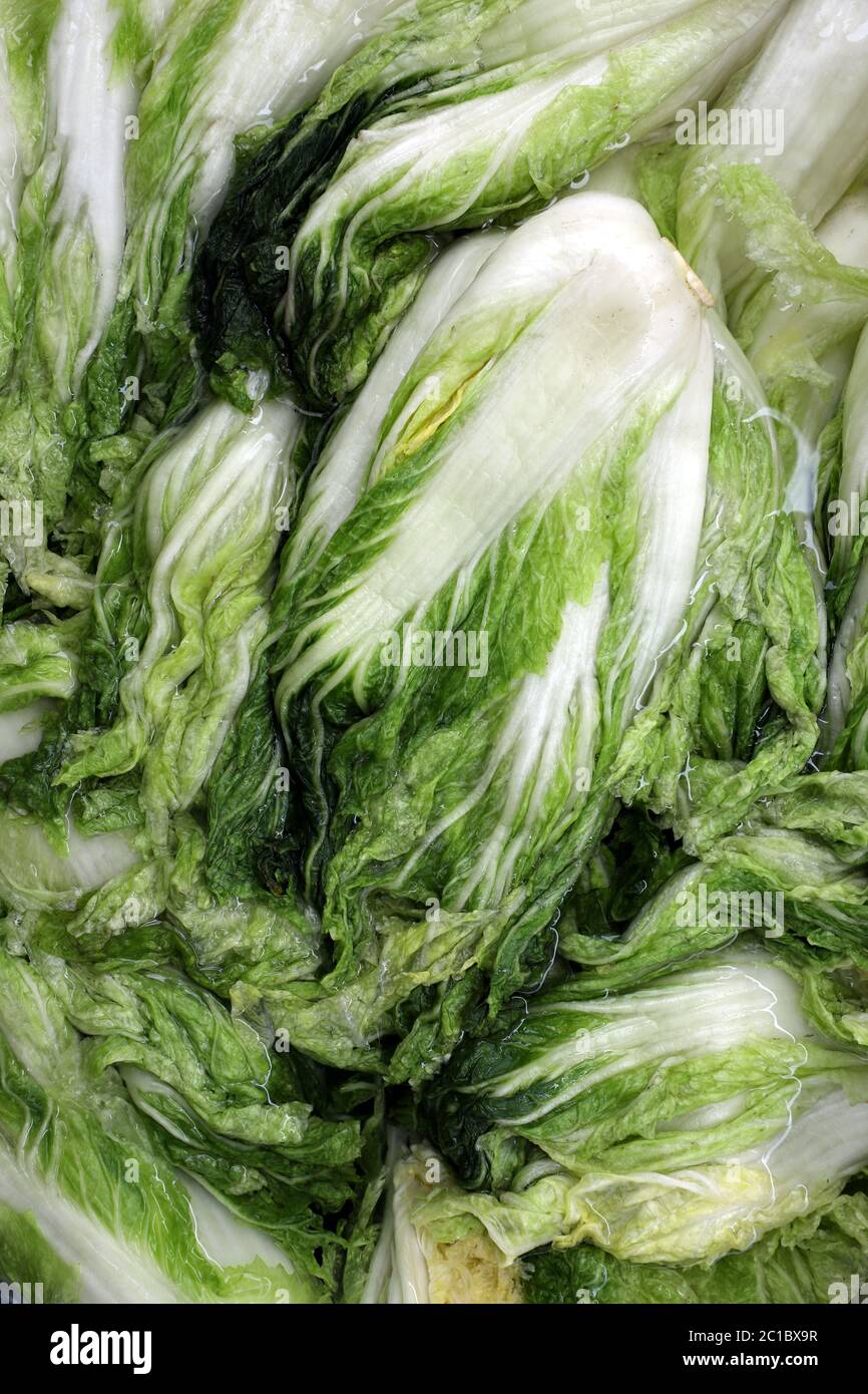 Cavolo imbevuto in salamoia fino a saturo preparare per il processo di decapaggio. Per preparare kimchi, cibo coreano Foto Stock