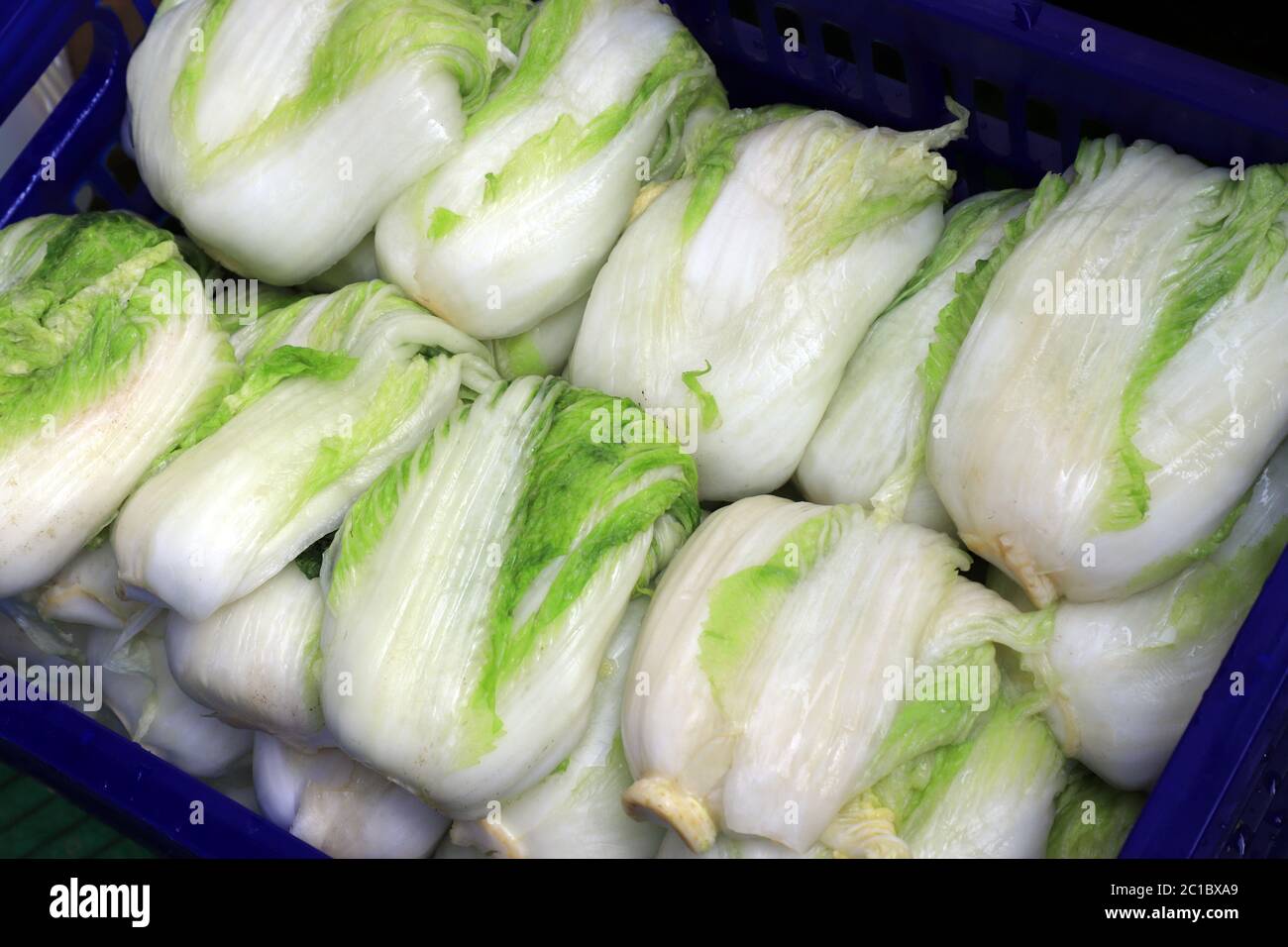 Cavolo imbevuto in salamoia fino a saturo preparare per il processo di decapaggio. Per preparare kimchi, cibo coreano Foto Stock
