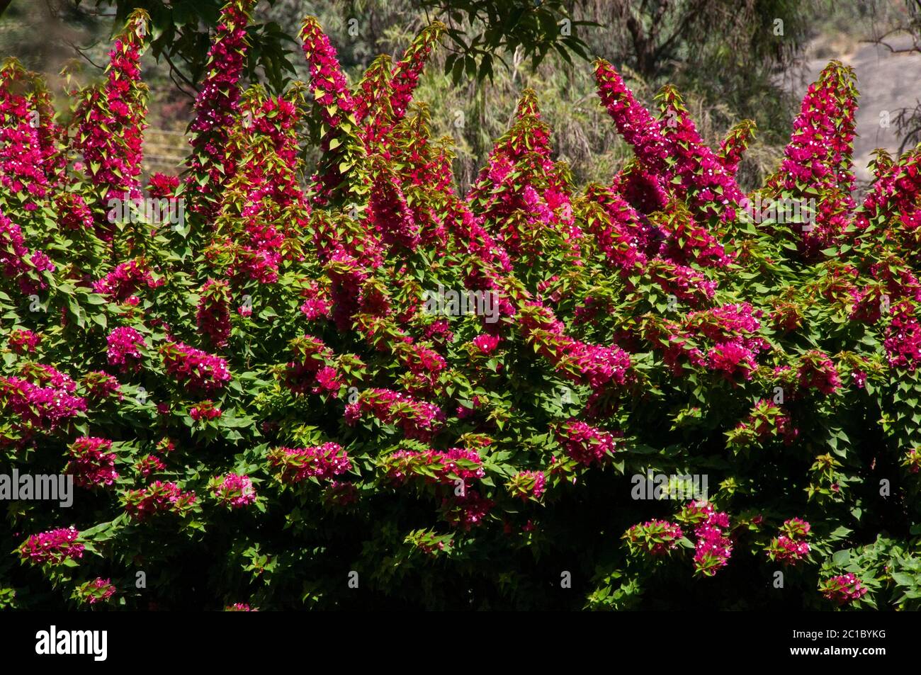 Salvia splendens, il salvia scarlatto o salvia tropicale, è un tenero perenne erbaceo Foto Stock