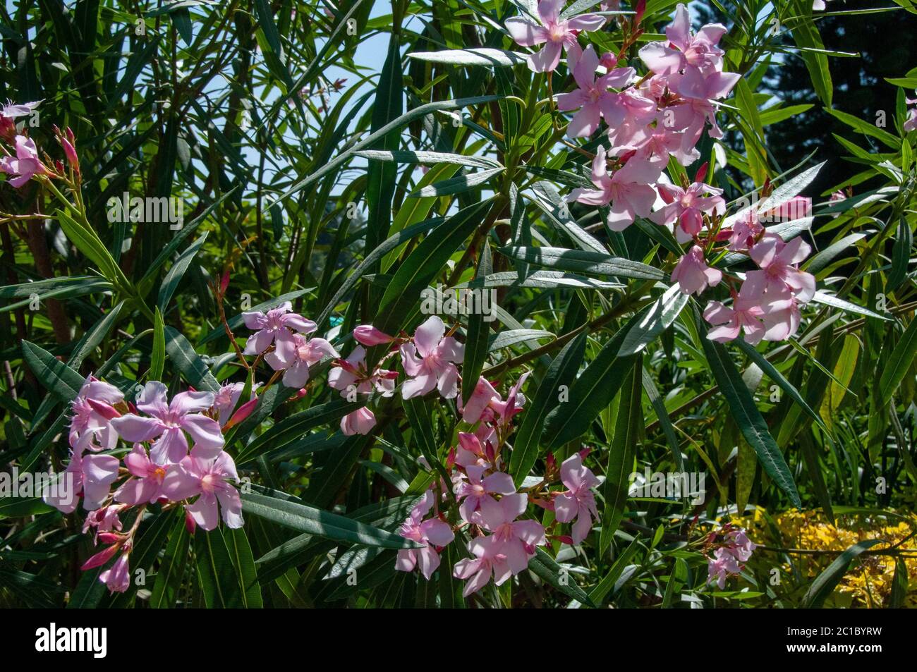 L'oleandro di Nerio è un arbusto o un piccolo albero della famiglia dei dogani Apodynaceae, tossico in tutte le sue parti Foto Stock