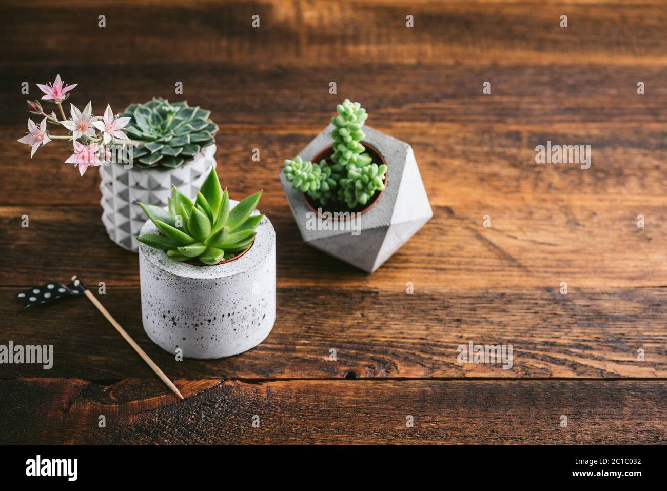 Gruppo di piccole piante succulente in pentole di piante di cemento su vecchio sfondo di legno. Impianti domestici di stile scandinavo Foto Stock