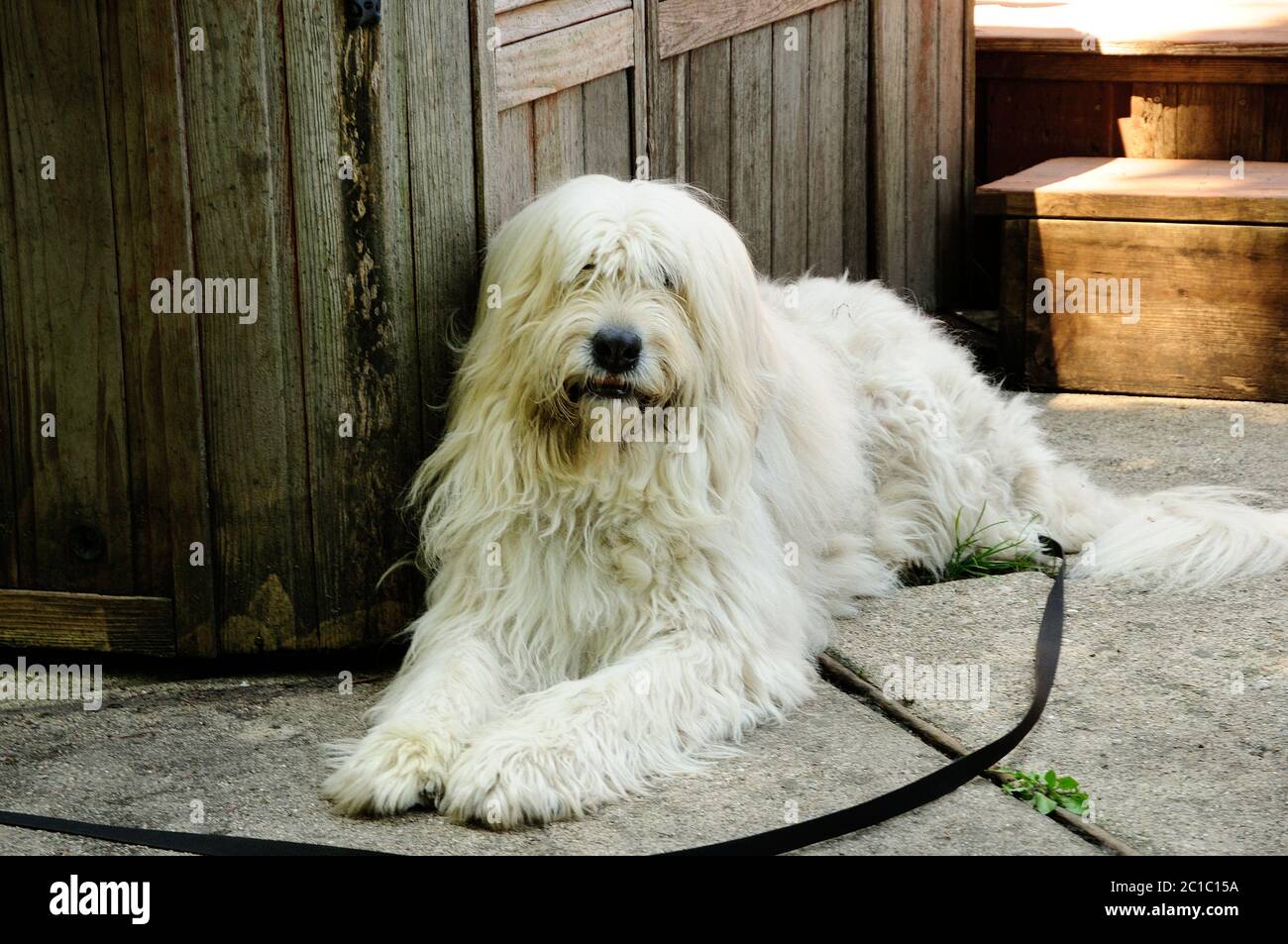 Cane guardia posa sul patio. Foto Stock