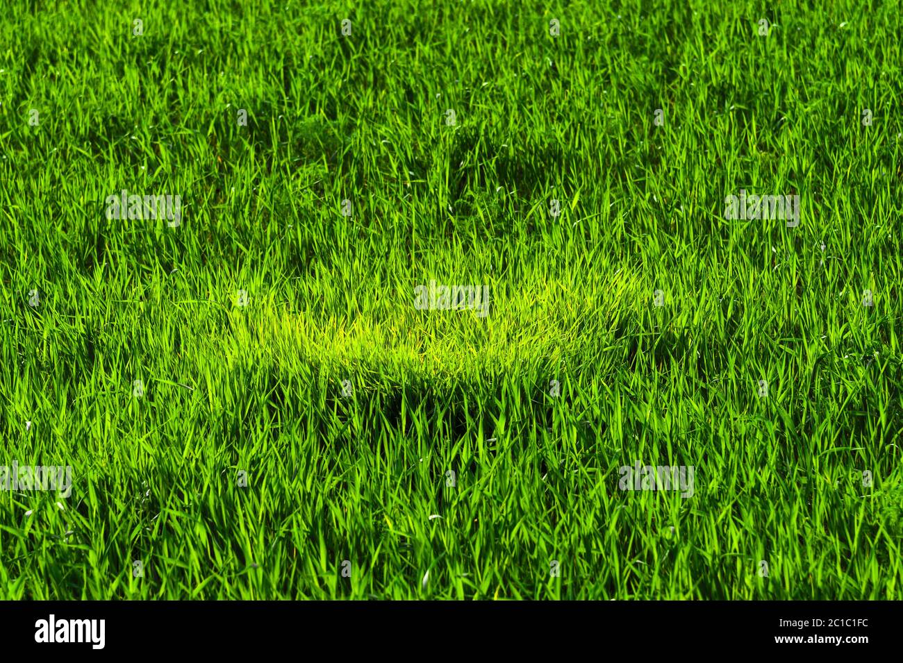 Sfondo di un campo verde di erba succosa con schemi d'onda dal vento. Freschezza primaverile Foto Stock