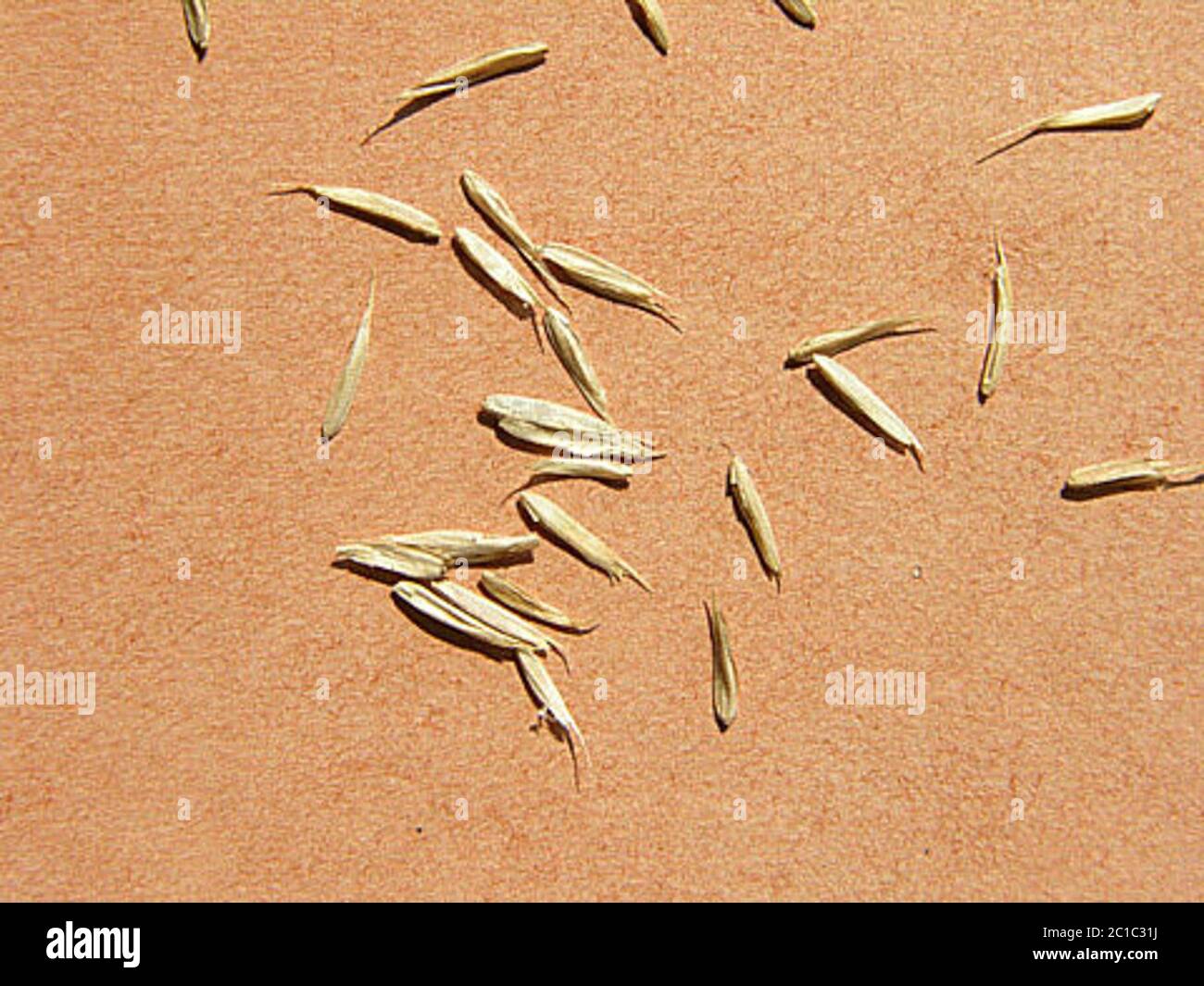 Poa flabellata Lam Raspail Poa flabellata Lam Raspail. Foto Stock
