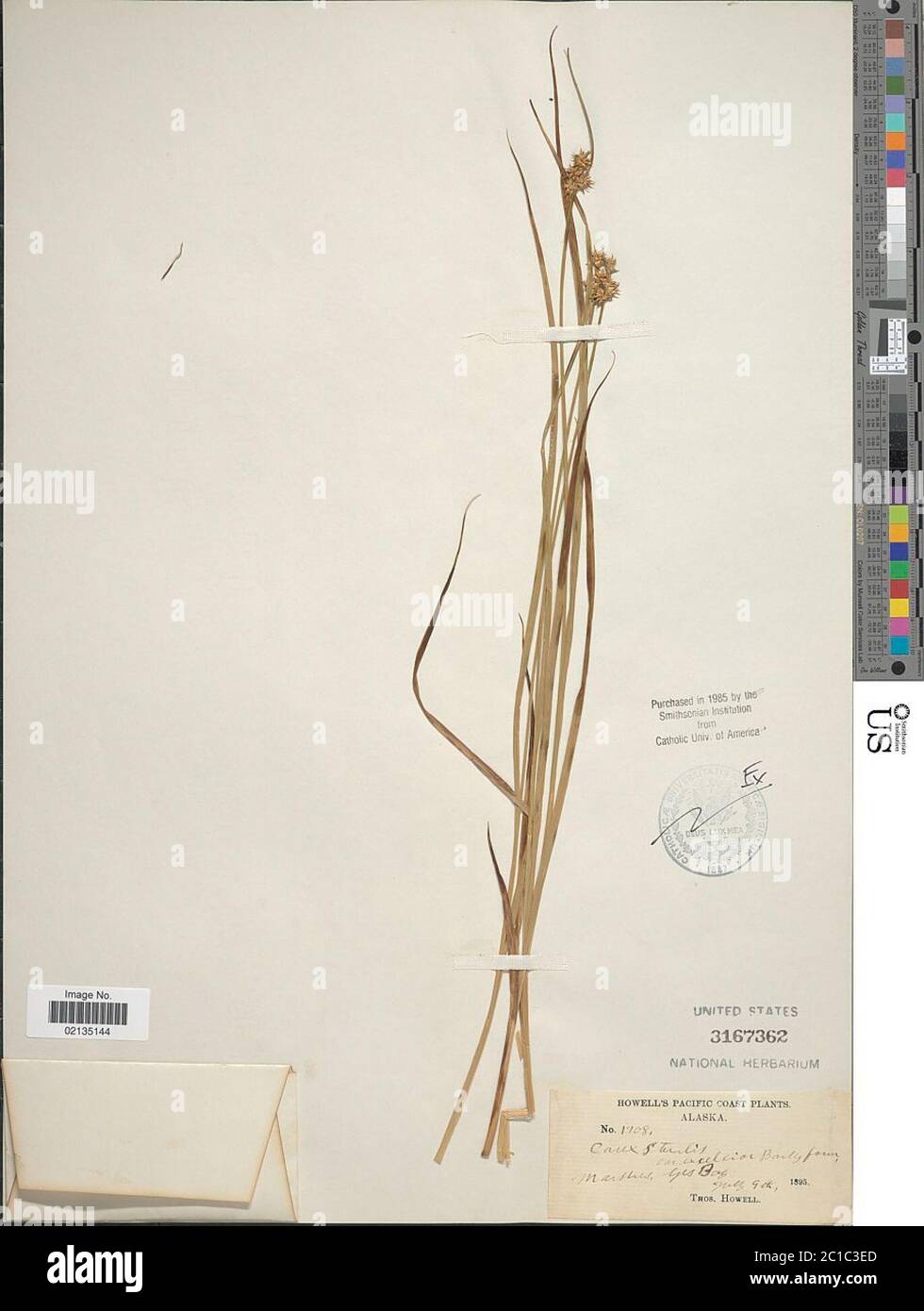 Carex sterilis Willd Carex sterilis Willd. Foto Stock