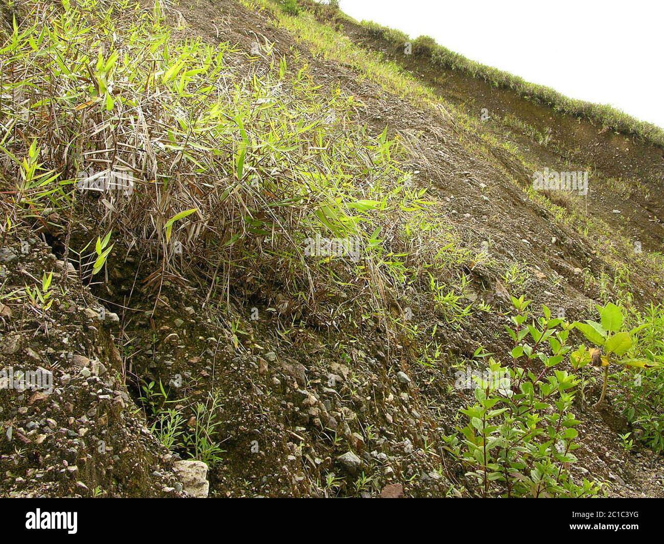 Melinis minutiflora P Beauv Melinis minutiflora P Beauv. Foto Stock