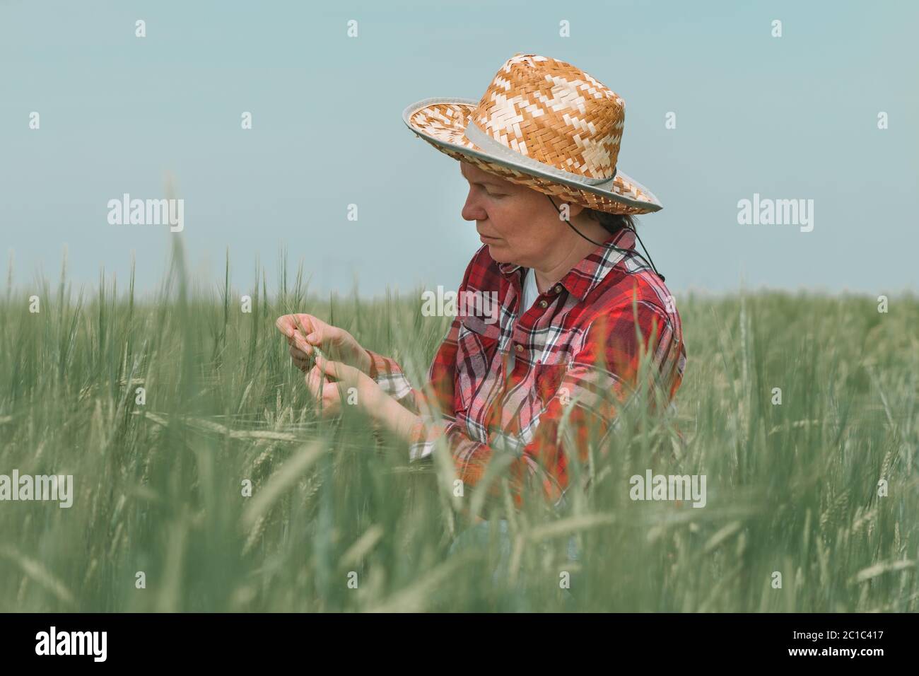 Agricoltore agronomo femminile che esamina lo sviluppo di spighe di orzo verde sul campo, agricoltore donna che lavora su piantagione di cereali, fuoco selettivo Foto Stock
