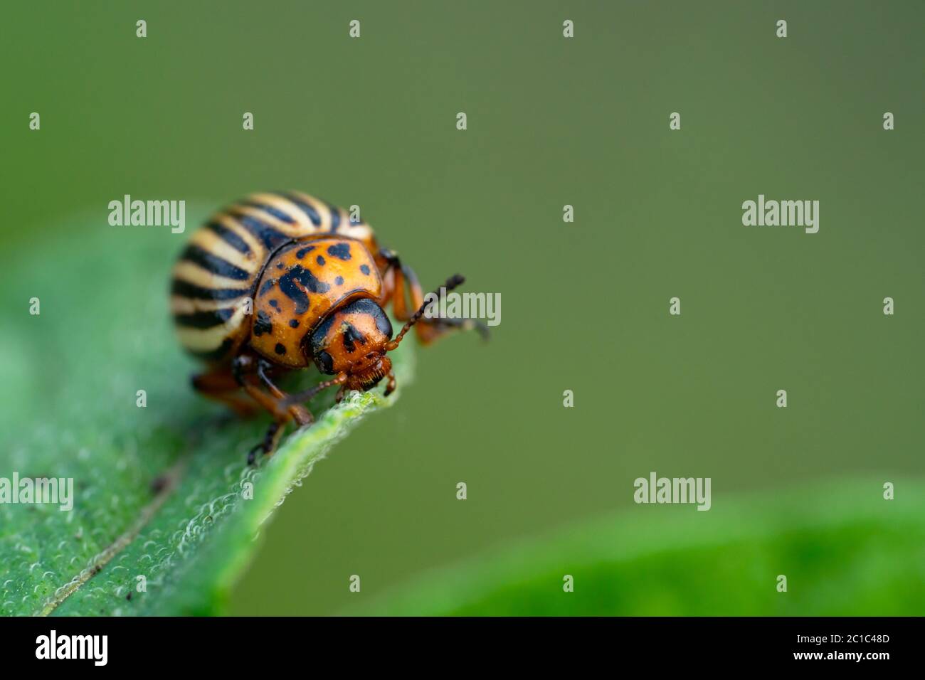 Patata bug su fogliame di patata in natura, sfondo naturale, macro immagine Foto Stock