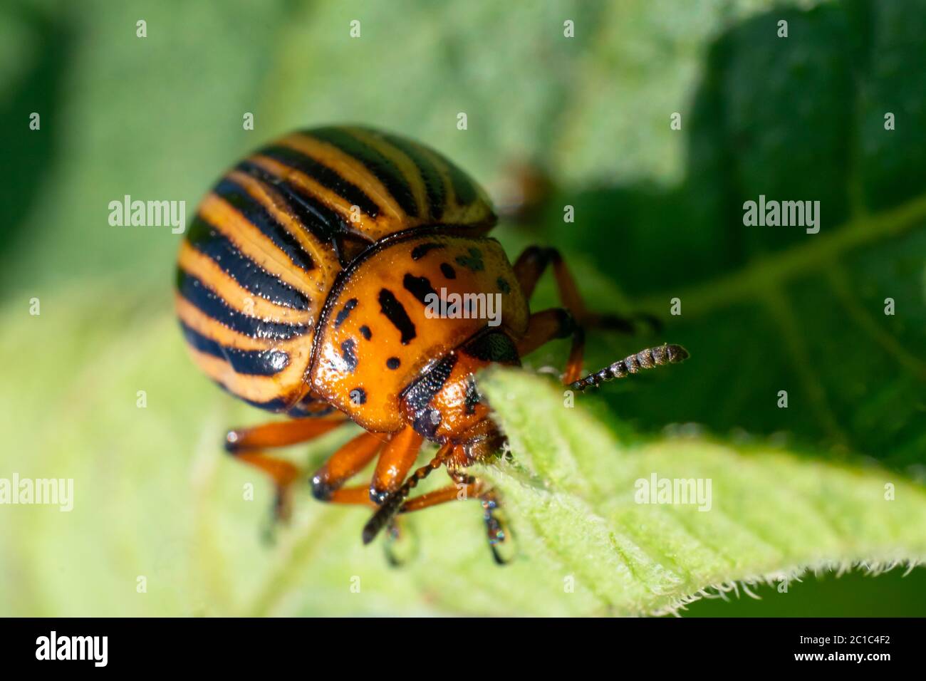 Patata bug su fogliame di patata in natura, sfondo naturale, macro immagine Foto Stock