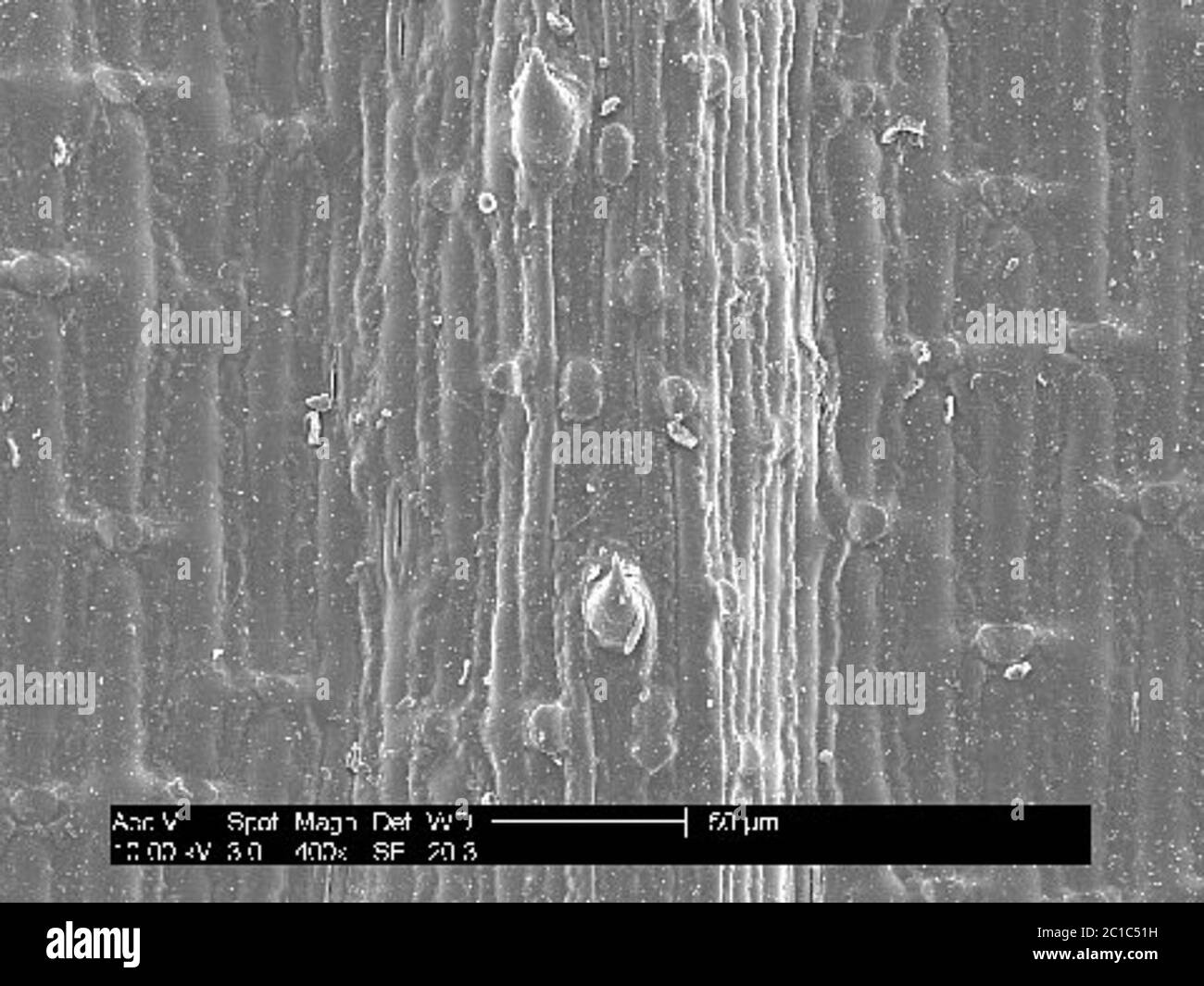 Poa remota Humb et al Poa remota Humb et al Foto Stock
