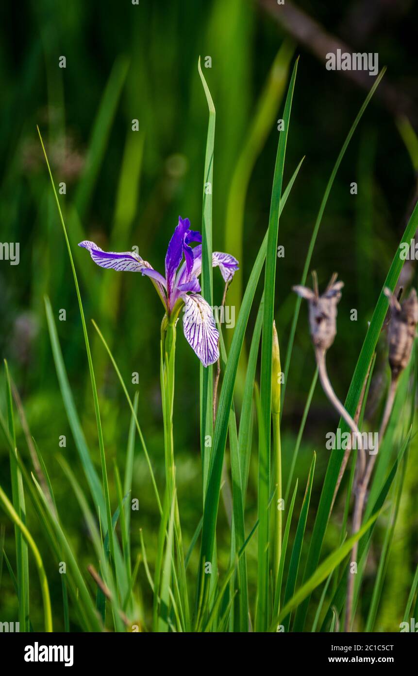 Iris selvatici Foto Stock