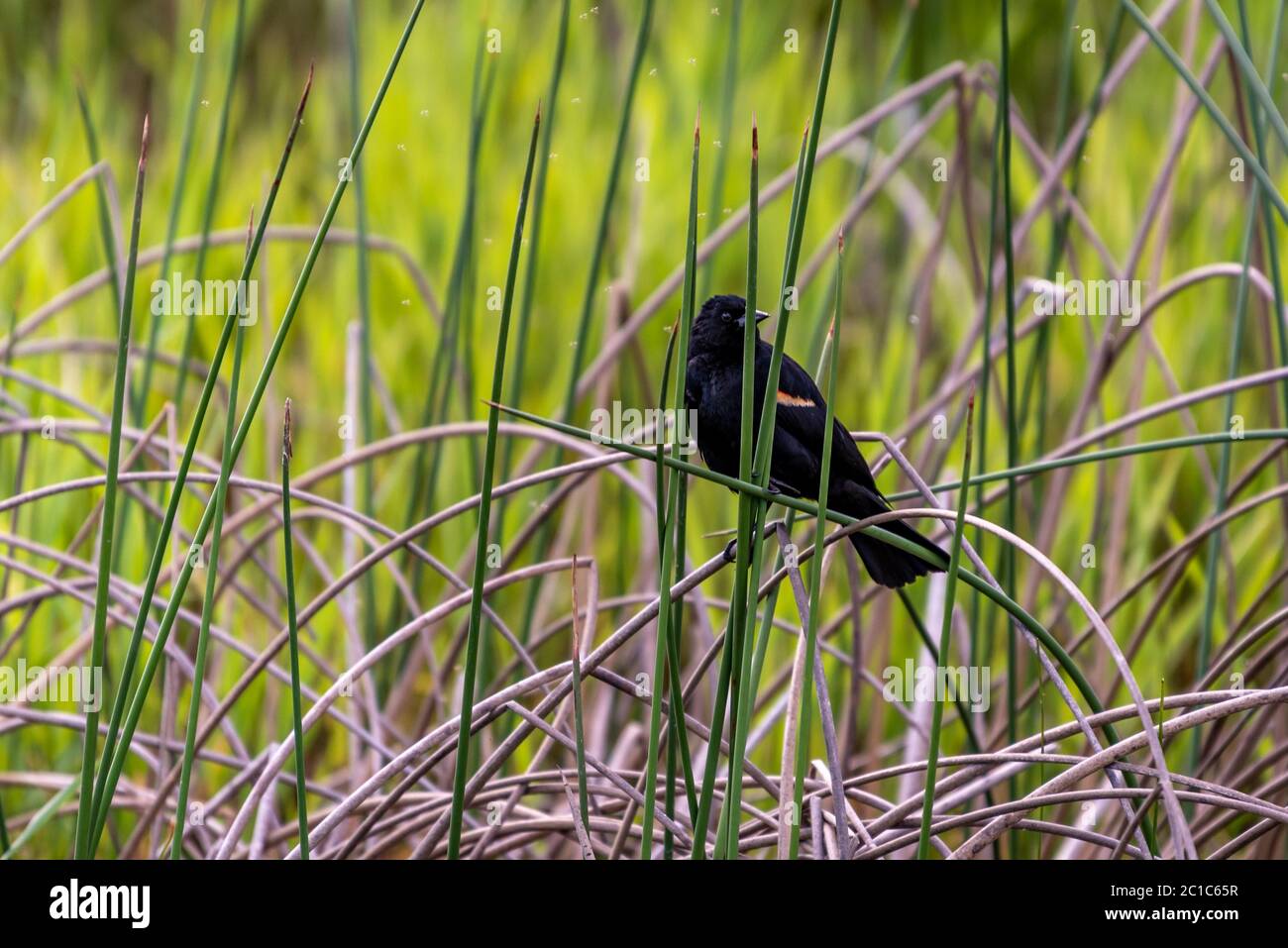 Blackbird alato rosso al Turnbull National Wildlife Refuge Foto Stock