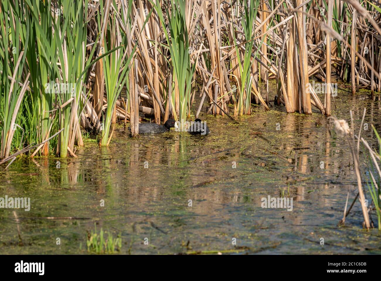 American Coots al Turnbull National Wildlife Refuge Foto Stock