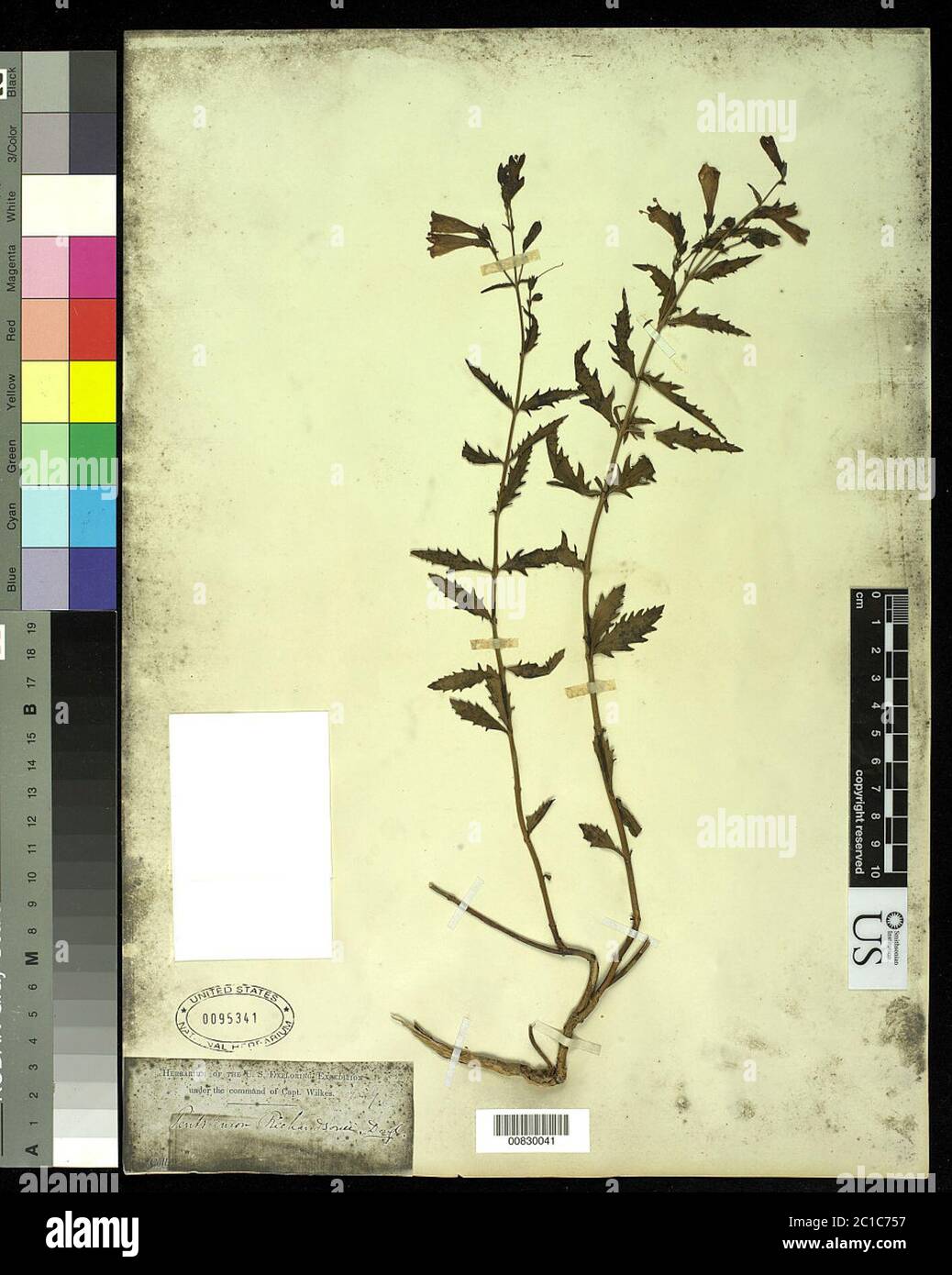 00830041.tif Penstemon richardsonii Douglas. Foto Stock