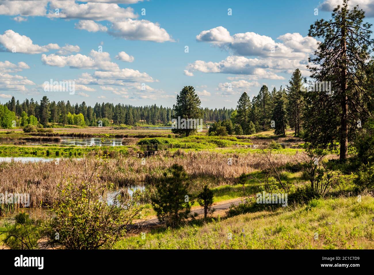 Zone umide del Turnbull National Wildlife Refuge Foto Stock