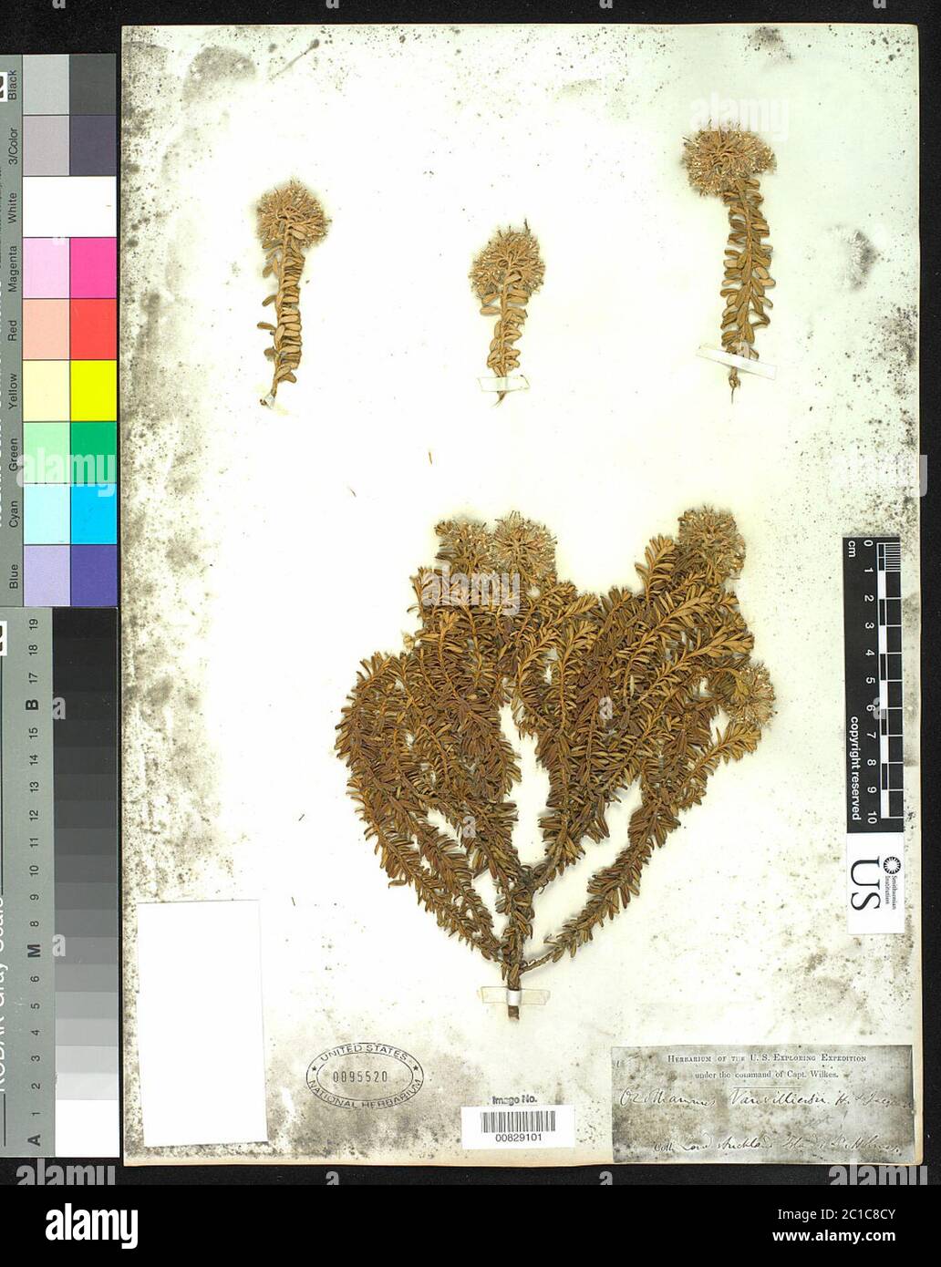 00829101.tif Cassinia vauvilliersii gancio per Foto Stock