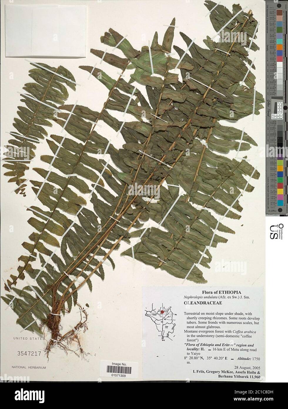 Nephrolepis undulata J SM Nephrolepis undulata J SM. Foto Stock