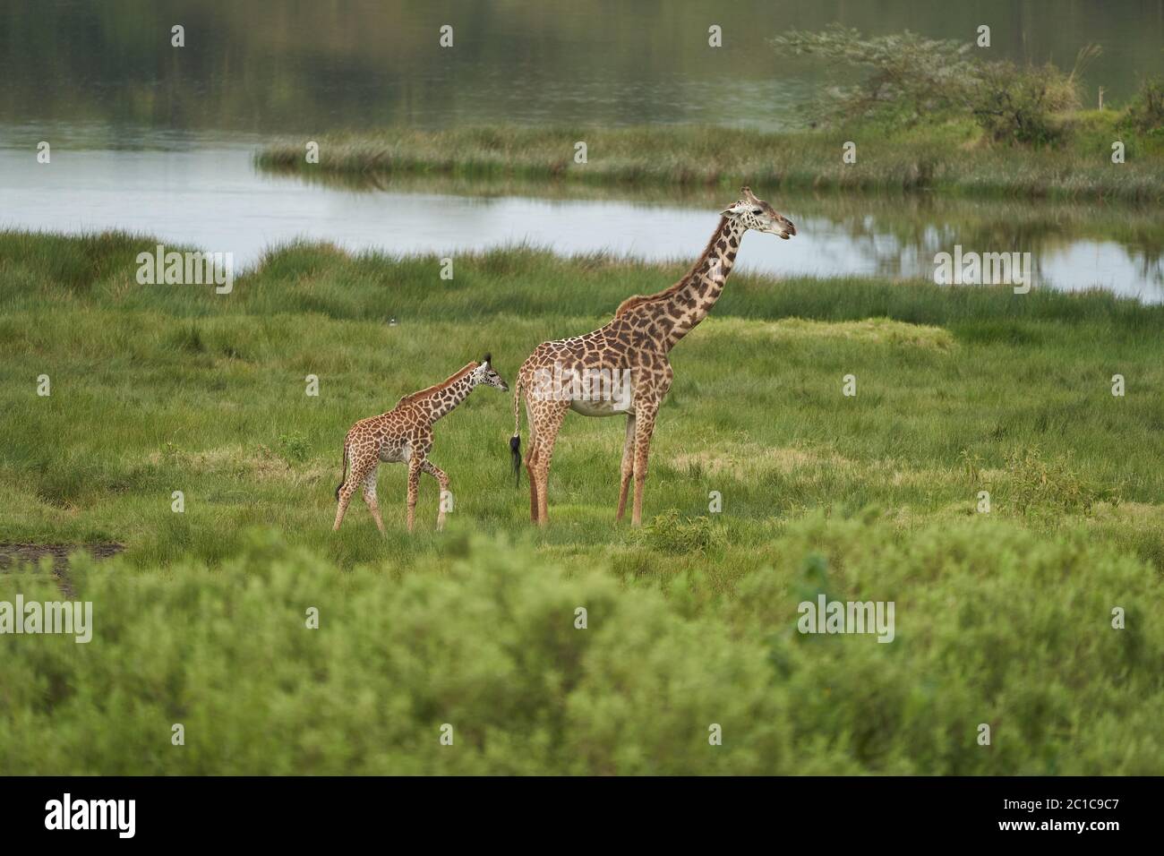 Giraffe Africa Giraffa Safari Big Five Africa Foto Stock