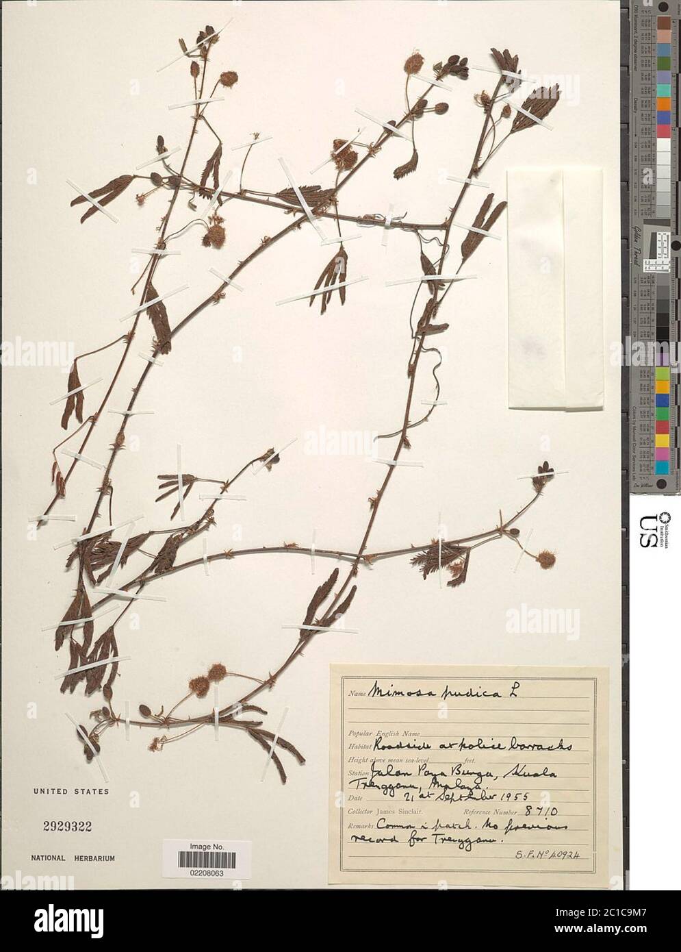 Mimosa pudica L Mimosa pudica L. Foto Stock