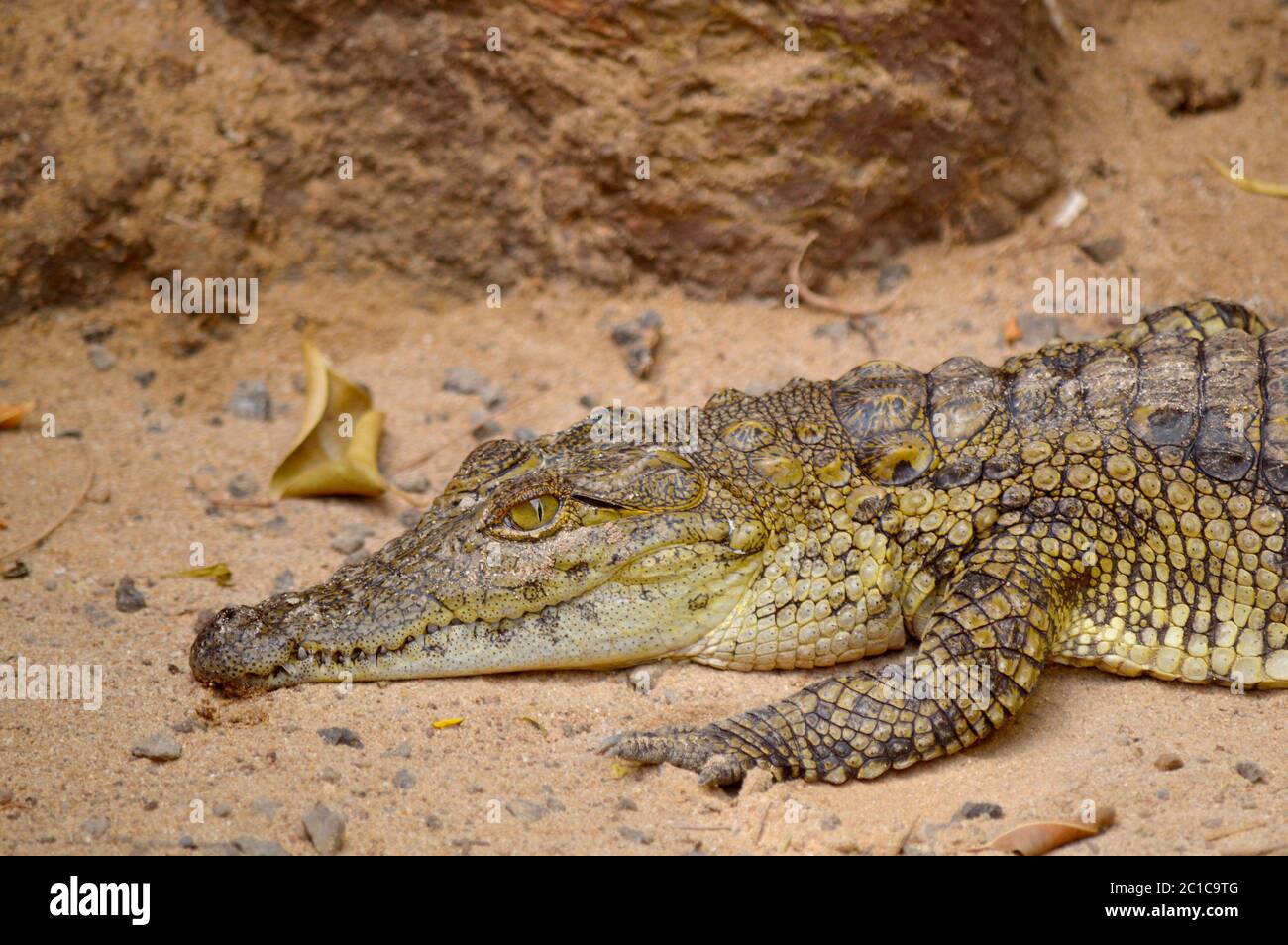 Coccodrillo del Nilo nome latino Crocodylus niloticus Foto Stock
