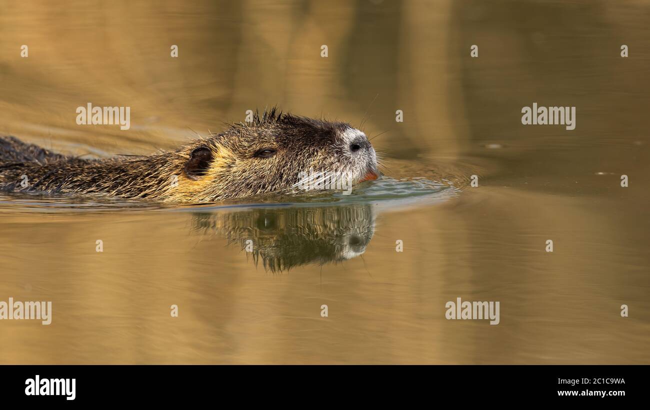 Primo piano di nutria con denti arancioni che nuotano in acqua al tramonto Foto Stock