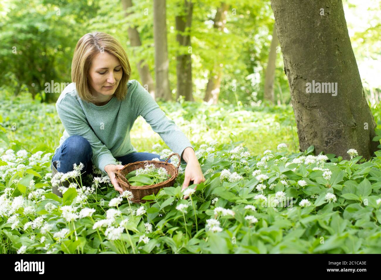 Donna che raccoglie l'aglio selvaggio in legno che mette le foglie nel cestino Foto Stock