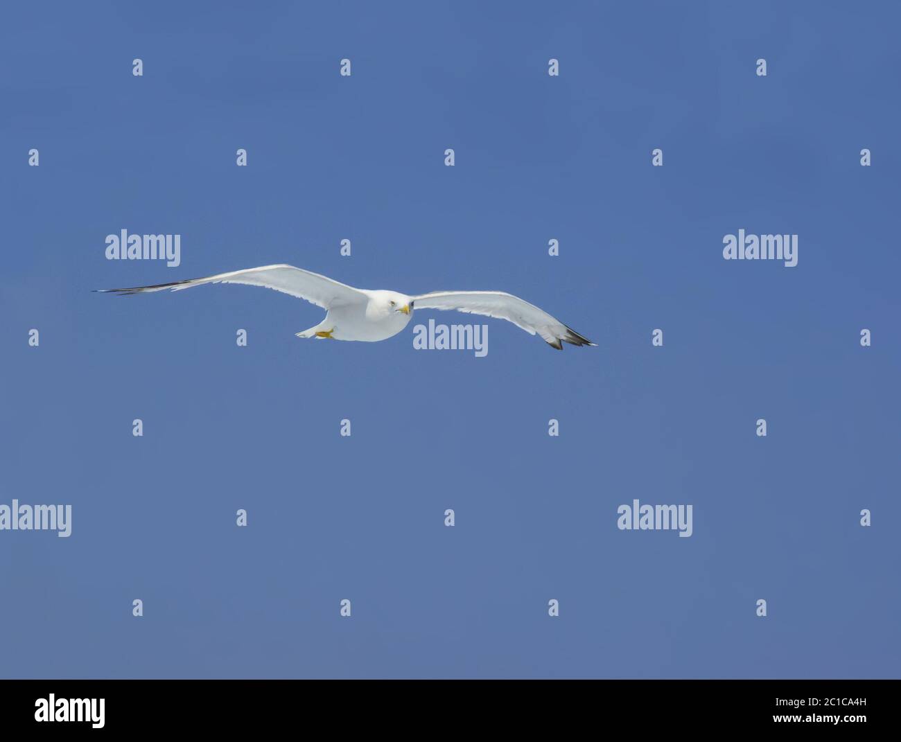 Alto gabbiano volante che guarda verso il basso Foto Stock