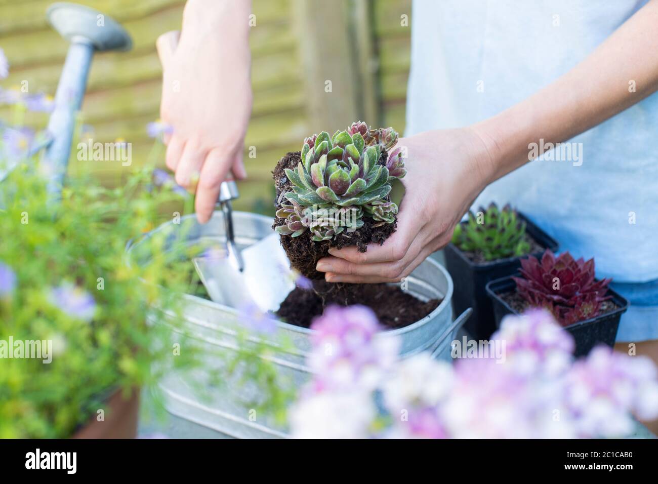 Primo piano di Donna Giardinaggio a casa piantando piante succulente in metallo piantatrice all'aperto Foto Stock