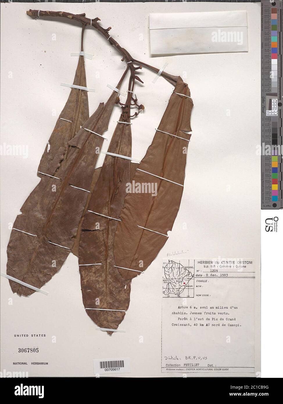 Rhabdodendron sp Rhabdodendron sp. Foto Stock