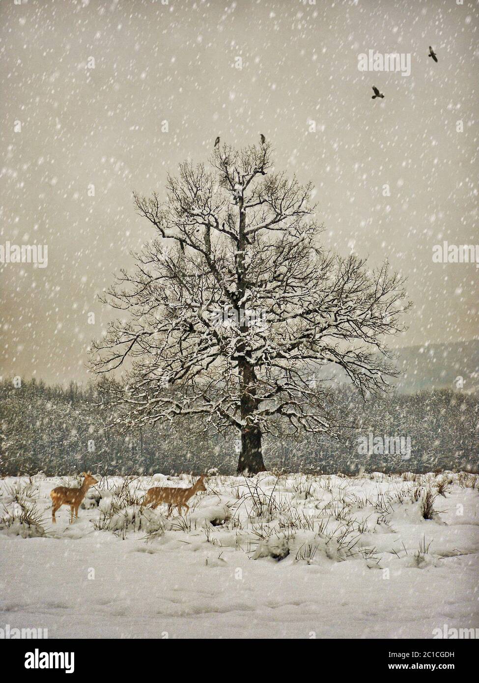 Fotografia invernale d'epoca Foto Stock