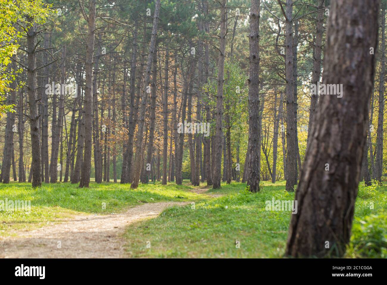 paesaggio del parco cittadino con abeti e prato verde in una giornata di sole Foto Stock