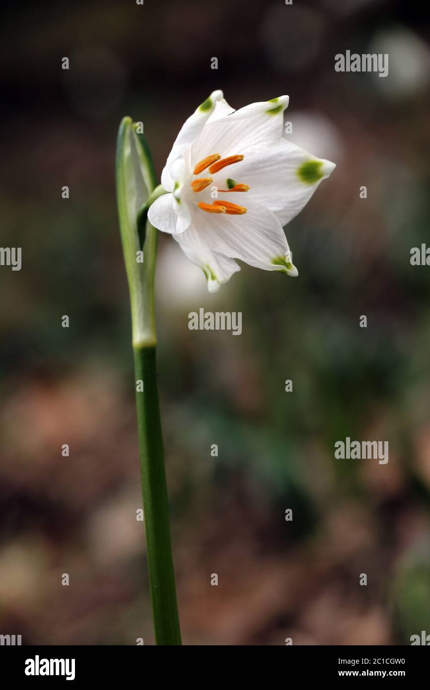 Fiore Leucojum vernum Foto Stock