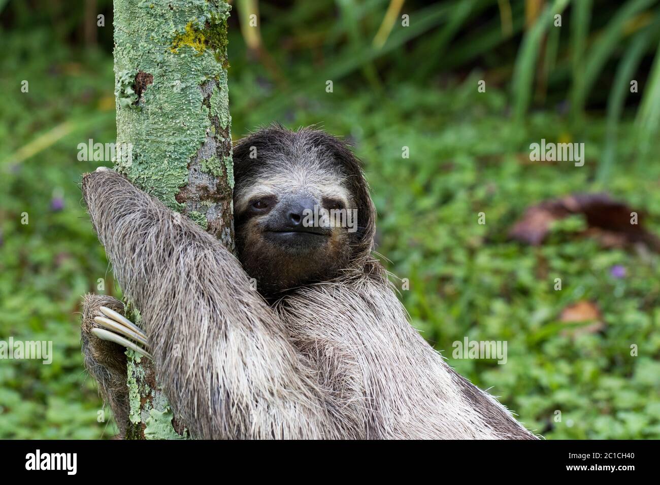 Bradipante a tre dita nella foresta pluviale della Costa Rica Foto Stock