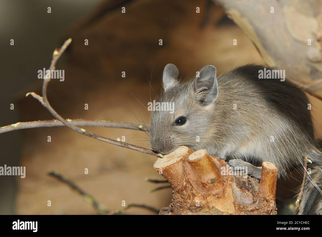 Piccolo Degu Foto Stock