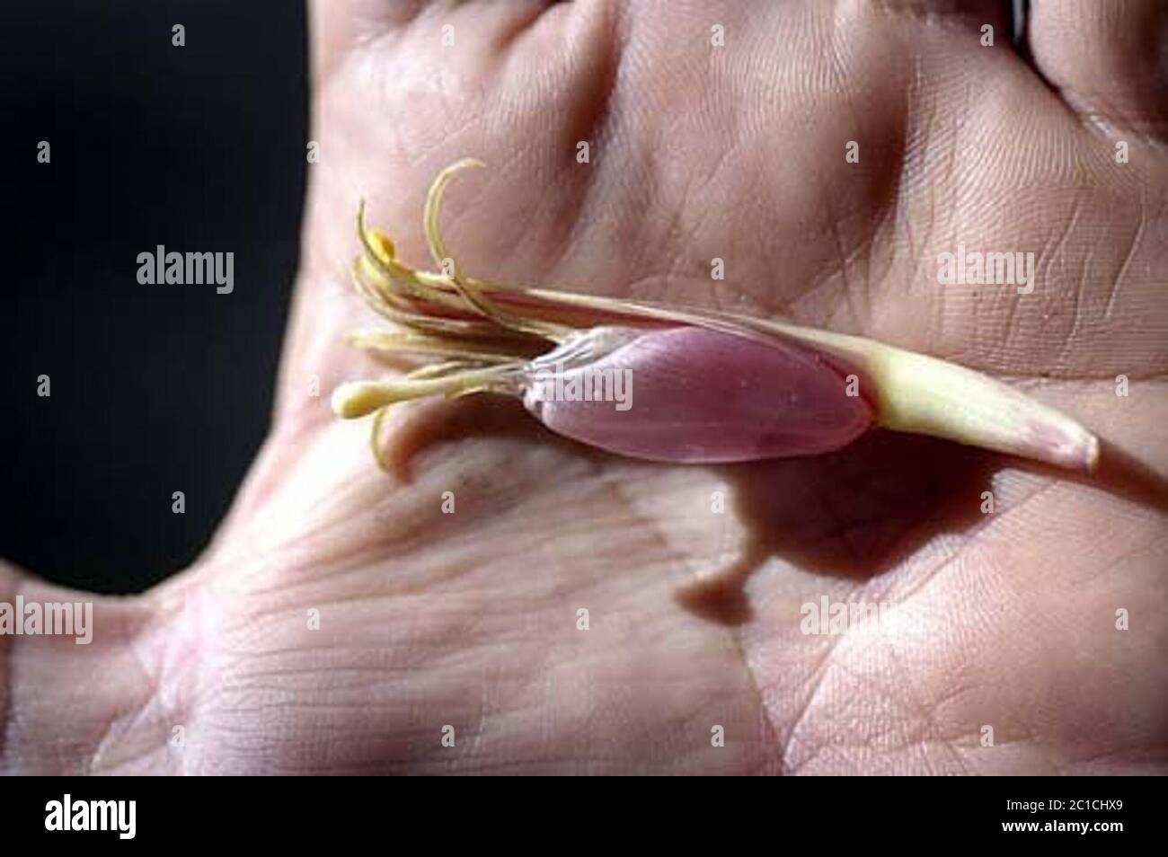 Musa sp aab Musa sp aab. Foto Stock