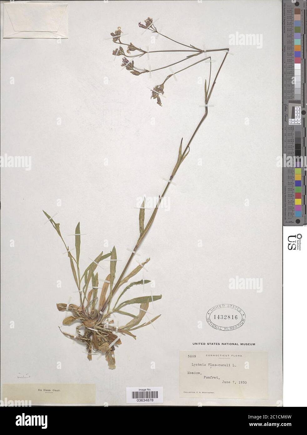Lychnis floscucuculi Lychnis flosculi. Foto Stock Lychnis floscucuculi Lychnis flosculi. Foto Stock